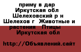 приму в дар - Иркутская обл., Шелеховский р-н, Шелехов г. Животные и растения » Птицы   . Иркутская обл.